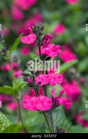 La Salvia x jamensis 'Lampone Royale'. Foto Stock