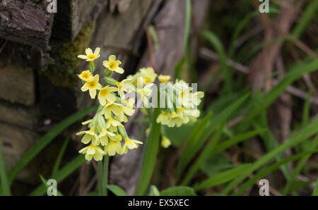 Primula elatior - Bosco di fiori selvaggi. Nomi comuni: oxlip, grande cowslip, vero oxlip e bardfield. Foto Stock