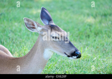 Culbianco deer Odocoileus virginianus doe disteso in appoggio sul prato residenziale. Foto Stock