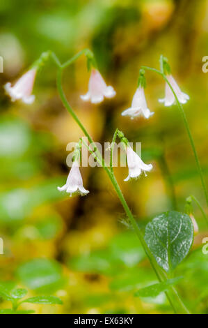 Twinflower, Linnaea borealis Foto Stock