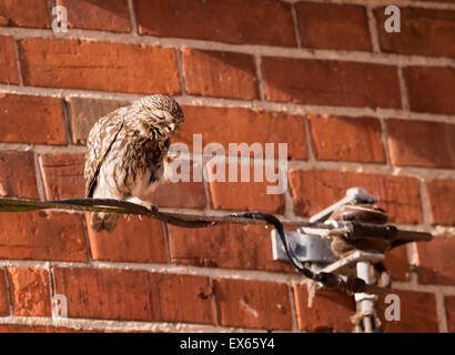 Piccolo uccellino Civetta (Athene noctua) graffiare Foto Stock