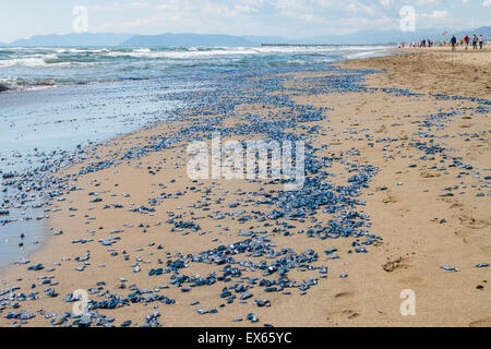 Milioni di morte vellellas (mare zattera, dai-wind sailor, viola la vela, piccola vela) spiaggiata a Forte dei Marmi Versilia Foto Stock
