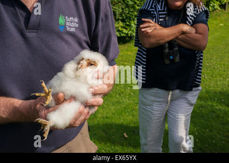 Il barbagianni (Tyto alba) annidato nel corso di inanellamento degli uccelli esercizio effettuata da Suffolk Wildlife Trust Foto Stock