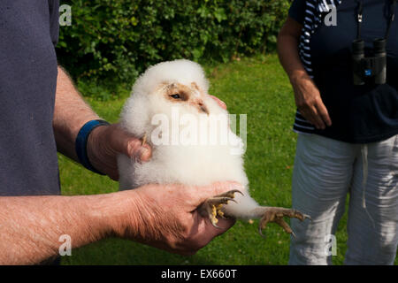 Il barbagianni (Tyto alba) annidato nel corso di inanellamento degli uccelli esercizio effettuata da Suffolk Wildlife Trust Foto Stock