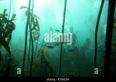 Scuba diving attraverso la foresta di kelp a Cape Town, Sud Africa Foto Stock