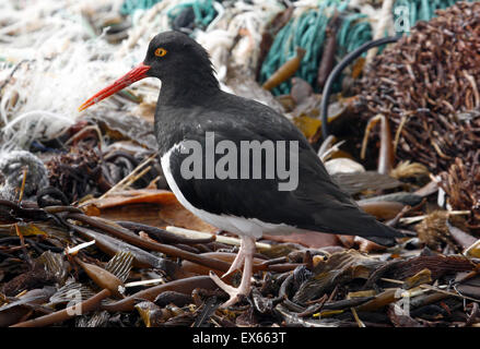 Magellanic oystercatcher falklands Foto Stock