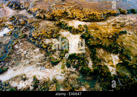 Alghe e microorganismi termofili in sorgenti calde nel Upper Geyser Basin nel Parco Nazionale di Yellowstone WY Foto Stock