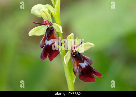 Fly Orchid (Ophrys insectifera), due fiori, Mackenberg riserva naturale, Nord Reno-Westfalia, Germania Foto Stock