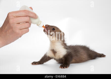 Giovani faina (Martes foina) bere latte da una bottiglia Foto Stock