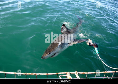 Il grande squalo bianco gabbia diving in Mossel Bay, Sud Africa Foto Stock