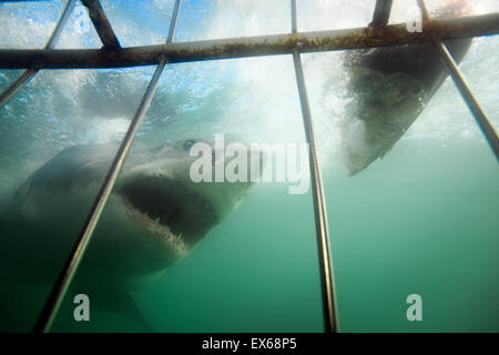 Vista subacquea del grande squalo bianco passando gabbia durante il viaggio sub in Mossel Bay, Sud Africa Foto Stock