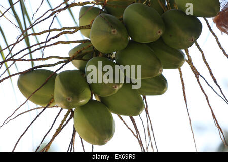 Noci di cocco su albero Foto Stock