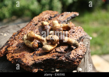 Close-up di matsutake Foto Stock