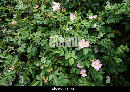 Nativo di misti Hedge con Rambling Rosa rosa. Foto Stock