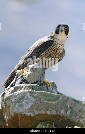 Ritratto verticale di un falco pellegrino, falco peregrinus (Falconidae), mangiare un piccione su una roccia a bordo di una scogliera. Foto Stock