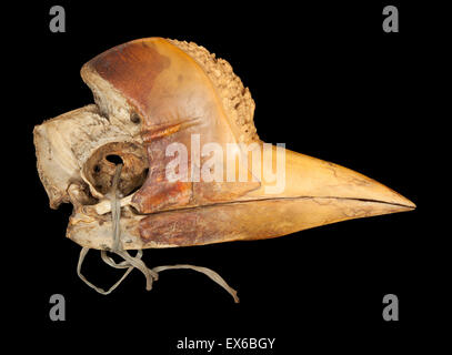 Scolpiti Hornbill cranio Foto Stock