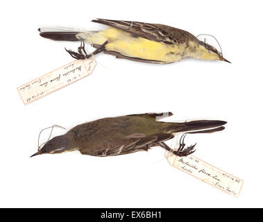 Motacilla flava, Western Wagtail giallo, maschio Foto Stock