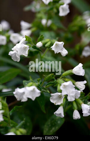 Officinalis Pulmonaria Sissinghurst fiore bianco fiori a fioritura primaverile closeup piante perenni verde fogliame maculato lungwort Foto Stock