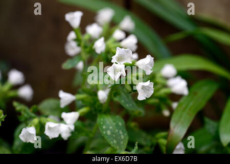 Officinalis Pulmonaria Sissinghurst fiore bianco fiori a fioritura primaverile closeup piante perenni verde fogliame maculato lungwort Foto Stock