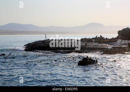 Isola di tenuta in Mossel Bay, Sud Africa Foto Stock