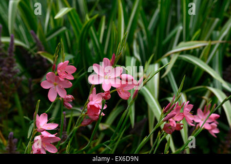 Hesperantha schizostylis coccinea sunrise fiore rosa fiori bulbi autumn fall approfondimento ritratti di piante floreali RM Foto Stock