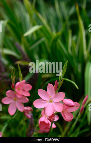 Hesperantha schizostylis coccinea sunrise fiore rosa fiori bulbi autumn fall approfondimento ritratti di piante floreali RM Foto Stock