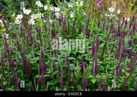 Teucrium hircanicum viola tails Germander legno guglie di salvia piante perenni fragranti profumi di alti picchi di RM Floral Foto Stock