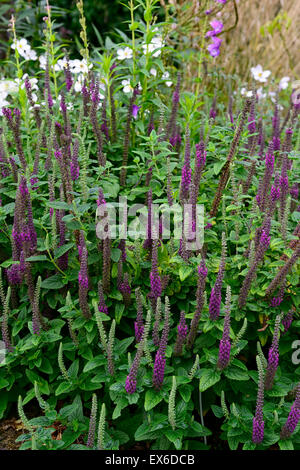 Teucrium hircanicum viola tails Germander legno guglie di salvia piante perenni fragranti profumi di alti picchi di RM Floral Foto Stock