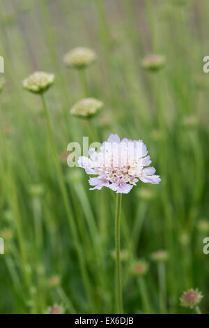 La Scabiosa graminifolia. Erba lasciava scabious fiori Foto Stock