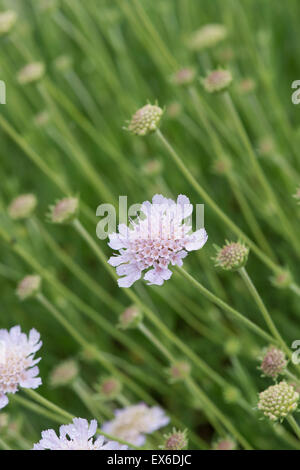 La Scabiosa graminifolia. Erba lasciava scabious fiori Foto Stock