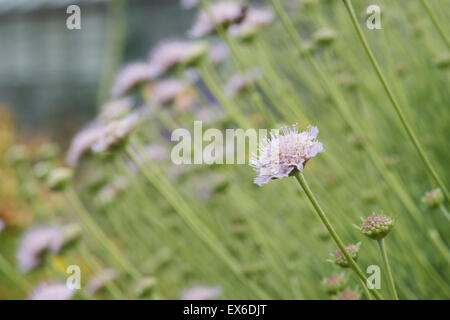 La Scabiosa graminifolia. Erba lasciava scabious fiori Foto Stock