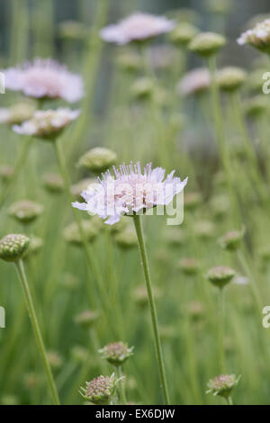 La Scabiosa graminifolia. Erba lasciava scabious fiori Foto Stock