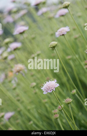 La Scabiosa graminifolia. Erba lasciava scabious fiori Foto Stock