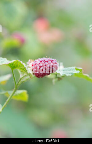 Rubus. Tayberry sulla boccola nel giardino estivo. messa a fuoco selettiva Foto Stock