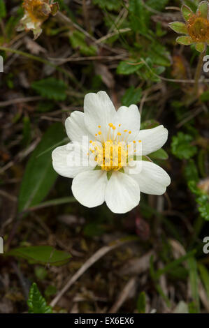 Mountain Avens crescente selvatici nel nord ovest della Scozia. SCO 9910. Foto Stock