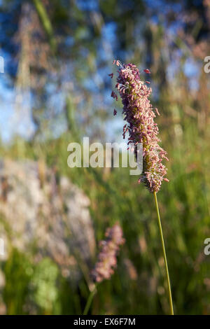 Timothy-fiori di erba Foto Stock