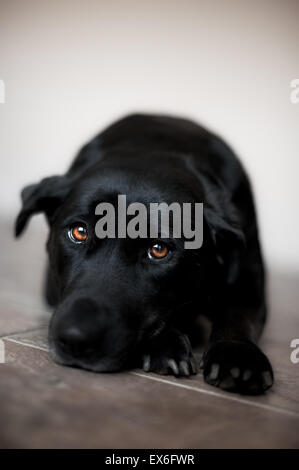 Il Labrador nero cane Foto Stock