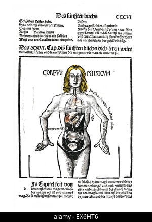 Silografia anatomica da "Liber de arte distillandi de compositis' da Hieronymus Brunschwig, 1450- 1512. Strassburg, 1512 Foto Stock