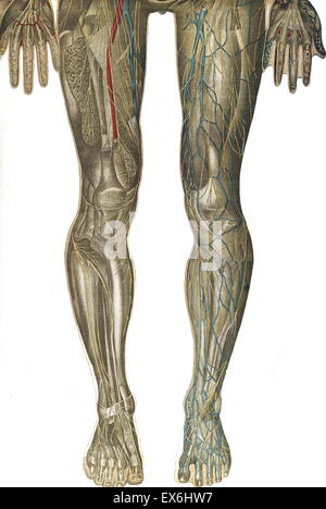 Illustrationfrom anatomica 'Le corps humain et grandeur naturelle", pubblicato da Bougle? (Parigi 1899) Foto Stock