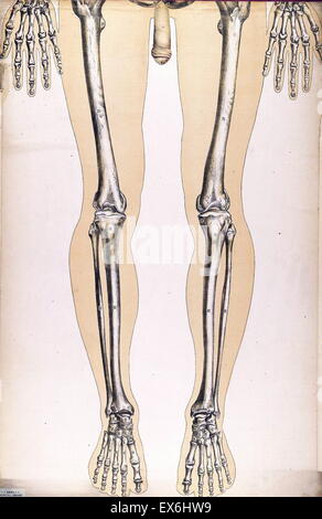 Illustrationfrom anatomica 'Le corps humain et grandeur naturelle", pubblicato da Bougle? (Parigi 1899) Foto Stock