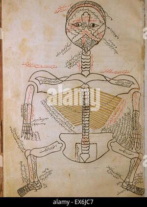 Illustrazione da 'Tashrih-badan io-io insan [anatomia del corpo umano]' un persiano testo medico (ca. 1390); da Mansur ibn Muhammad ibn Ahmad ibn Yusuf ibn Ilyas. Questo trattato illustrato, spesso chiamato Mansur's Anatomy (Tashrih-ho Mansur-I), era dedicato t Foto Stock