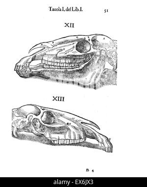 Equina illustrazione anatomica da 'anatomia del cavallo, infermità et suoi rimedii'. Anatomia di un cavallo); (1618). da Carlo Ruini, (1530-1598) Foto Stock