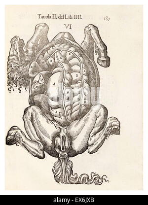 Equina illustrazione anatomica da 'anatomia del cavallo, infermità et suoi rimedii'. Anatomia di un cavallo); (1618). da Carlo Ruini, (1530-1598) Foto Stock