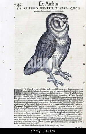 Illustrazione di un gufo, dall'Medici Tigurini Historiae animalium' Historia animalium 1564; un veterinario libro anatomiche, da Conradi Gesneri 1516-1572 Foto Stock