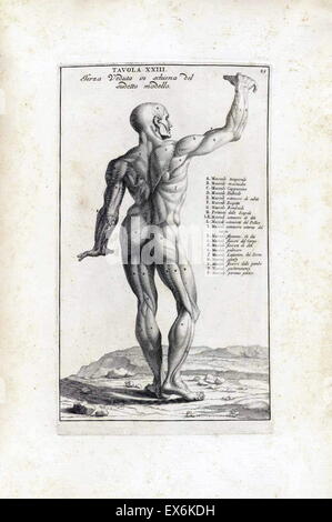 Studio anatomico da Bernardino Genga 'Anatomia per uso et intelligenza del disegno ricercata non solo su gl'ossi, e muscoli del corpo humano'. (Roma, 1691). Bernardino Genga (1620-1690) era uno studioso di musica classica testi medici, la modifica di alcune opere di Hi Foto Stock