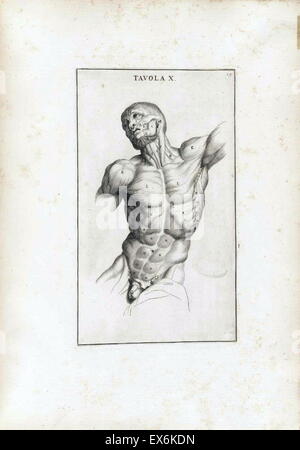 Studio anatomico da Bernardino Genga 'Anatomia per uso et intelligenza del disegno ricercata non solo su gl'ossi, e muscoli del corpo humano'. (Roma, 1691). Bernardino Genga (1620-1690) era uno studioso di musica classica testi medici, la modifica di alcune opere di Hi Foto Stock