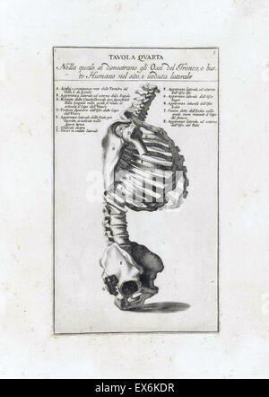 Studio anatomico da Bernardino Genga 'Anatomia per uso et intelligenza del disegno ricercata non solo su gl'ossi, e muscoli del corpo humano'. (Roma, 1691). Bernardino Genga (1620-1690) era uno studioso di musica classica testi medici, la modifica di alcune opere di Hi Foto Stock