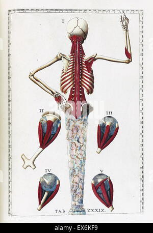 Illustrazione da "Tabulae anatomicae'. (Roma, 1783) di Bartolomeo Eustachi (1500 o 1514 - 27 agosto 1574), Eustachio), uno dei fondatori della scienza dell'anatomia umana. Foto Stock