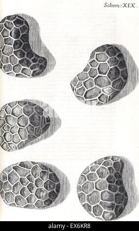 Illustrazione di 'Micrographia' 1665; da Robert Hooke, 1635-1703. Hooke's osservazioni attraverso varie lenti, suscitando un ampio interesse del pubblico per la nuova scienza della microscopia. Foto Stock