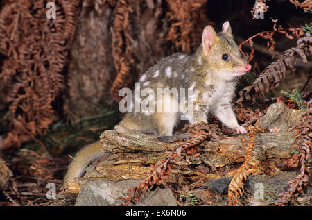 Quoll Orientali Dasyurus viverrinus fase leggera fotografato in Tasmania, Australia Foto Stock